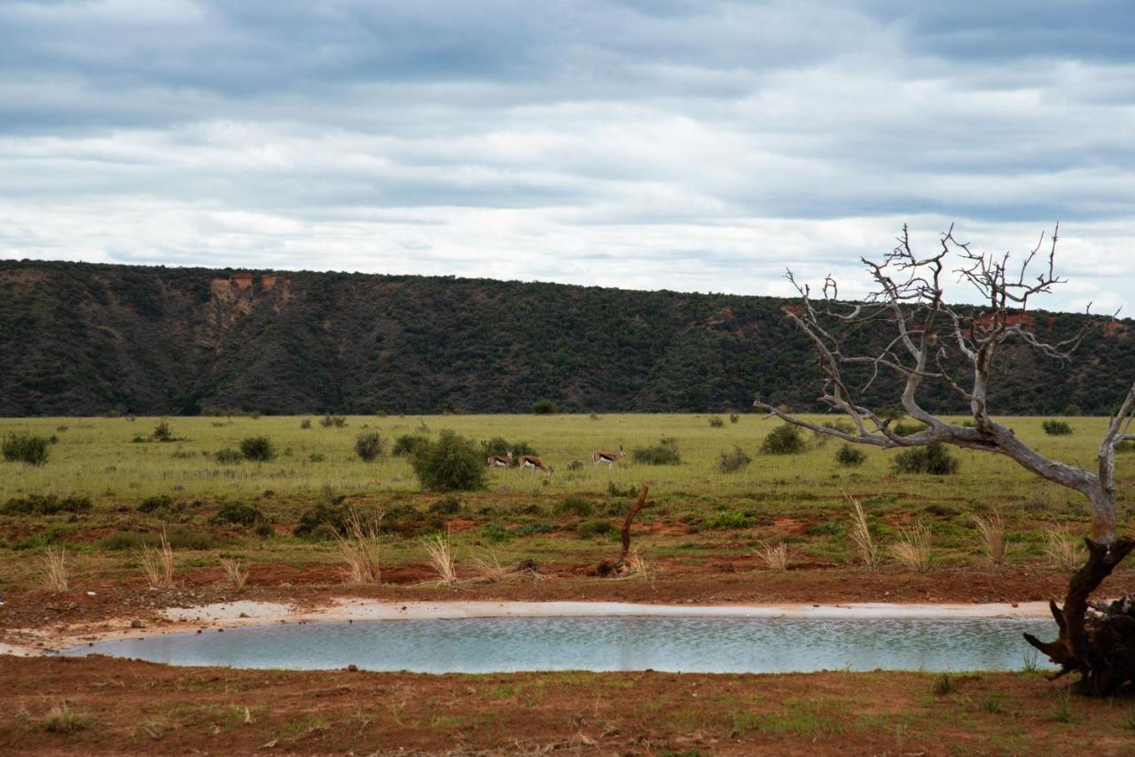 Shamwari Riverdene باترسون المظهر الخارجي الصورة